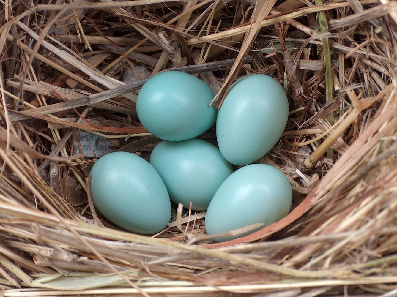 File:Starling eggs.jpeg by Mike R is licensed under CC BY-SA 3.0